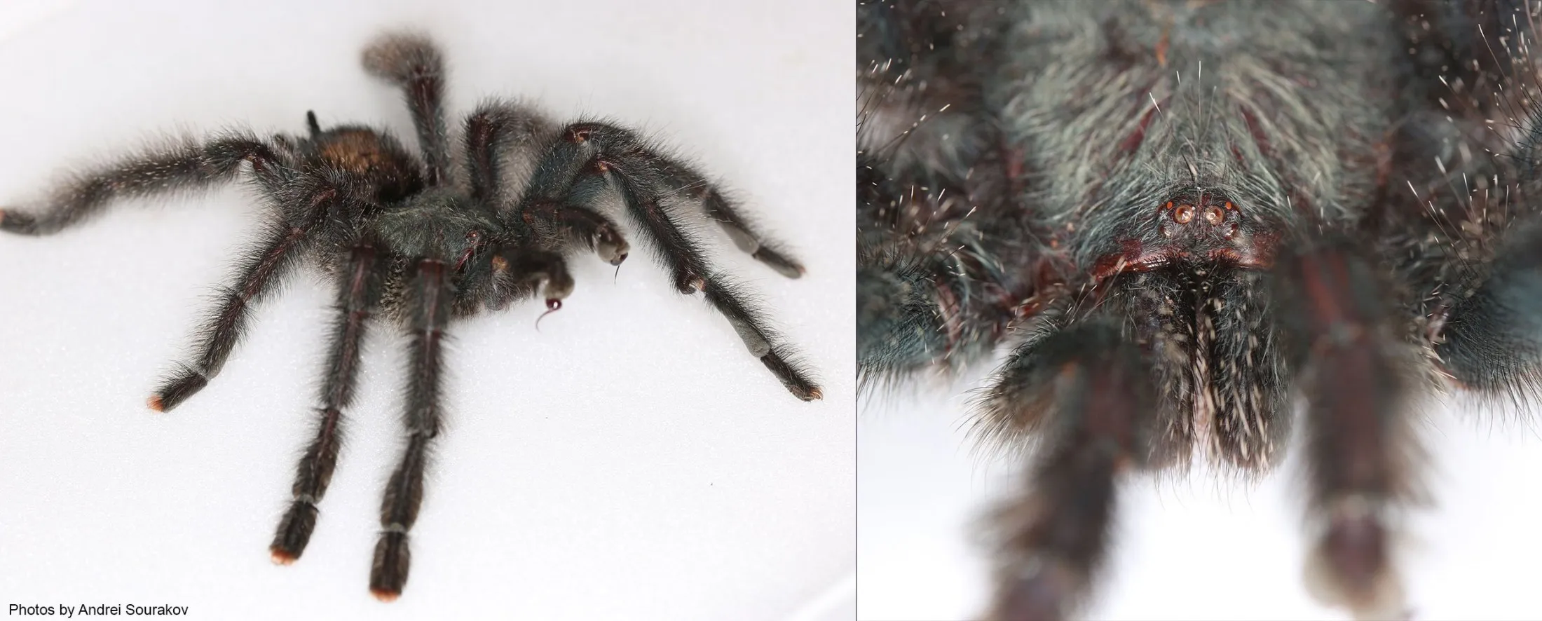 16547 tarantula species florida