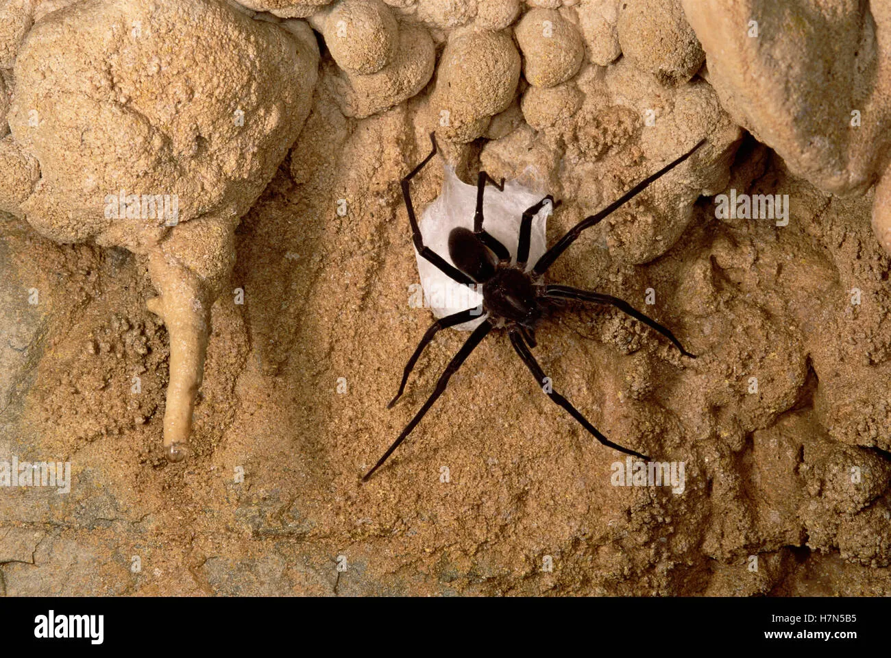 16548 tibia tarantula egg appearance