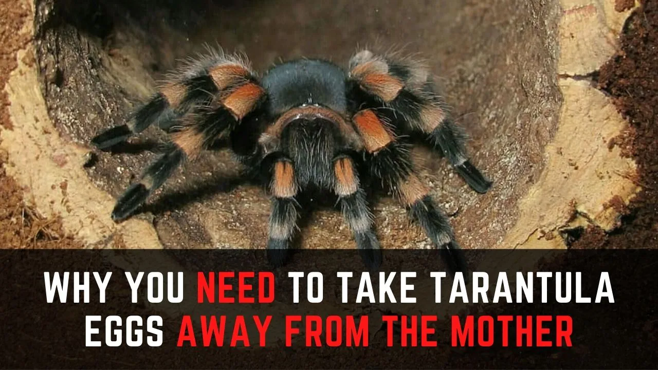 16548 tibia tarantula egg overview