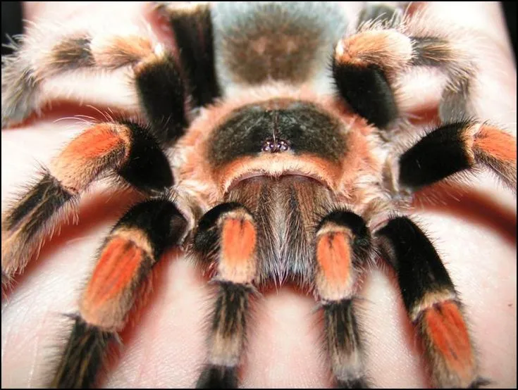 16549 mexican red knee tarantula image4
