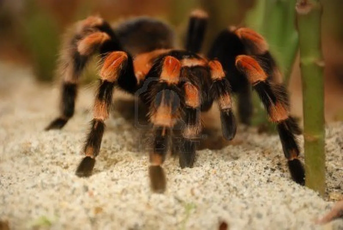 16549 mexican red knee tarantula image6