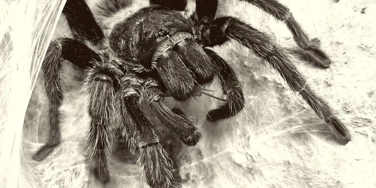 /img/16550-feeding-tarantula.webp