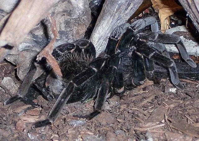 16550 stromatopelma calceatum