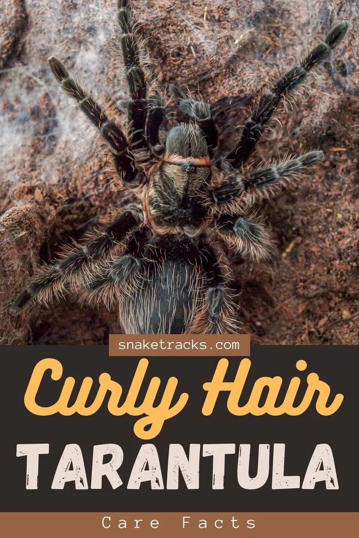 16551 curly hair tarantula watering