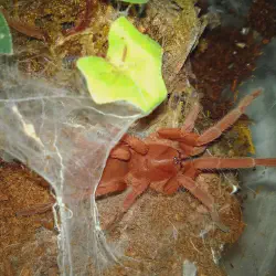 /img/16553-tarantula-encounter.webp
