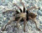 16553 tarantula observation
