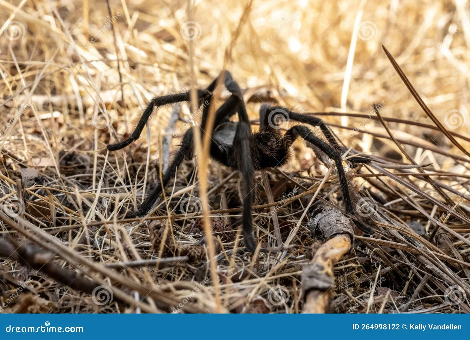 16553 tarantula venom