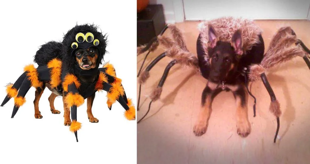 16555 dog tarantula cartoon
