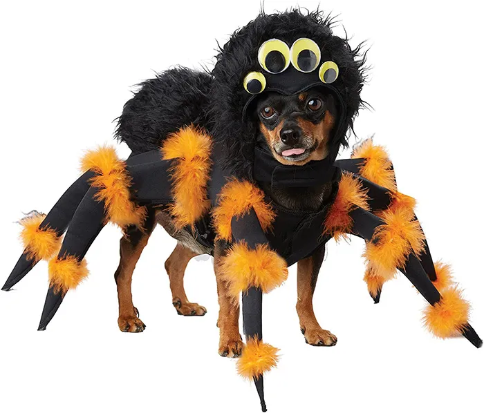 /img/16555-dog-tarantula-diy.webp