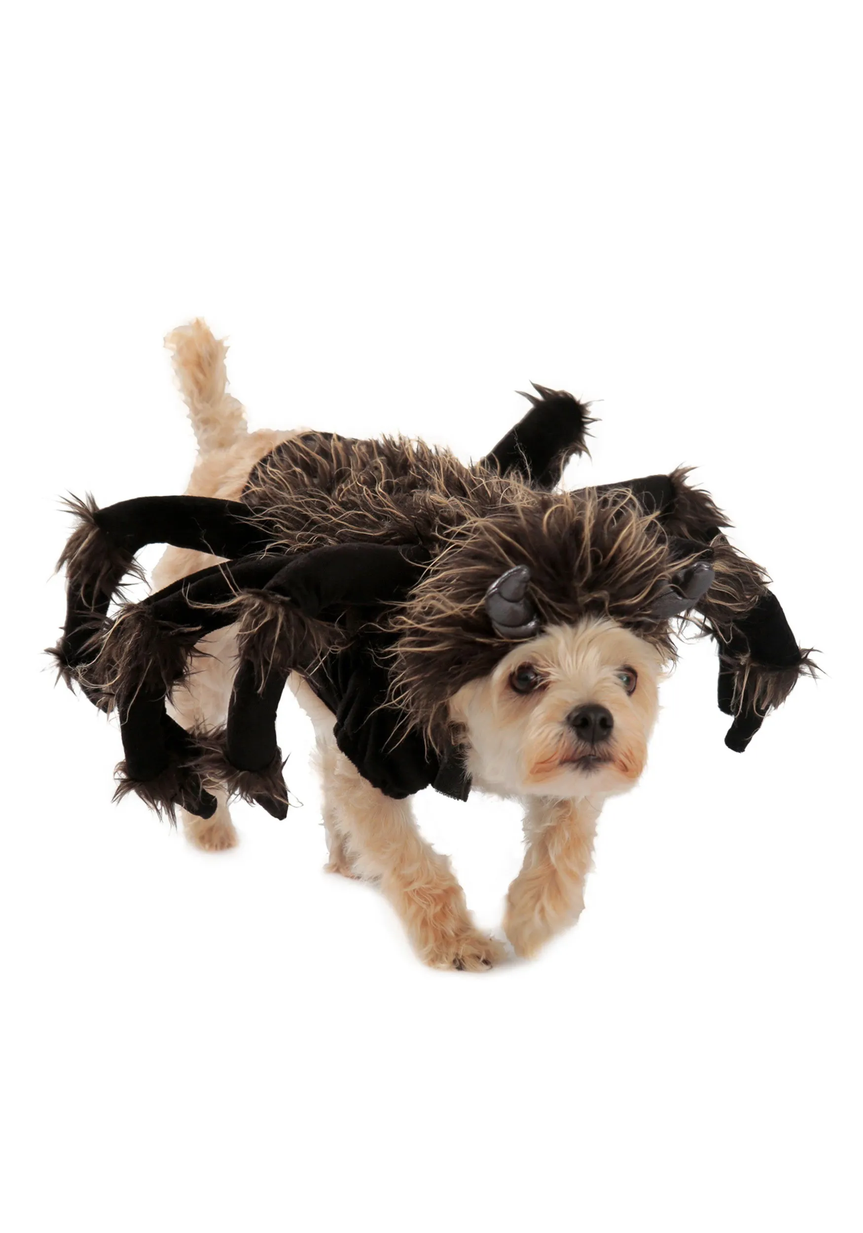 16555 dog tarantula fun