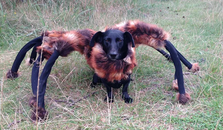 16555 dog tarantula realistic