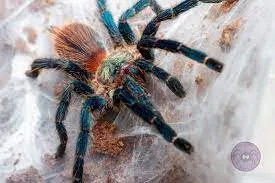 /img/16556-brazilian-blue-tarantula-health.webp
