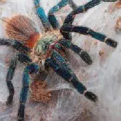/img/16556-brazilian-blue-tarantula-health.webp