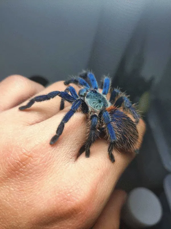 16556 brazilian blue tarantula housing
