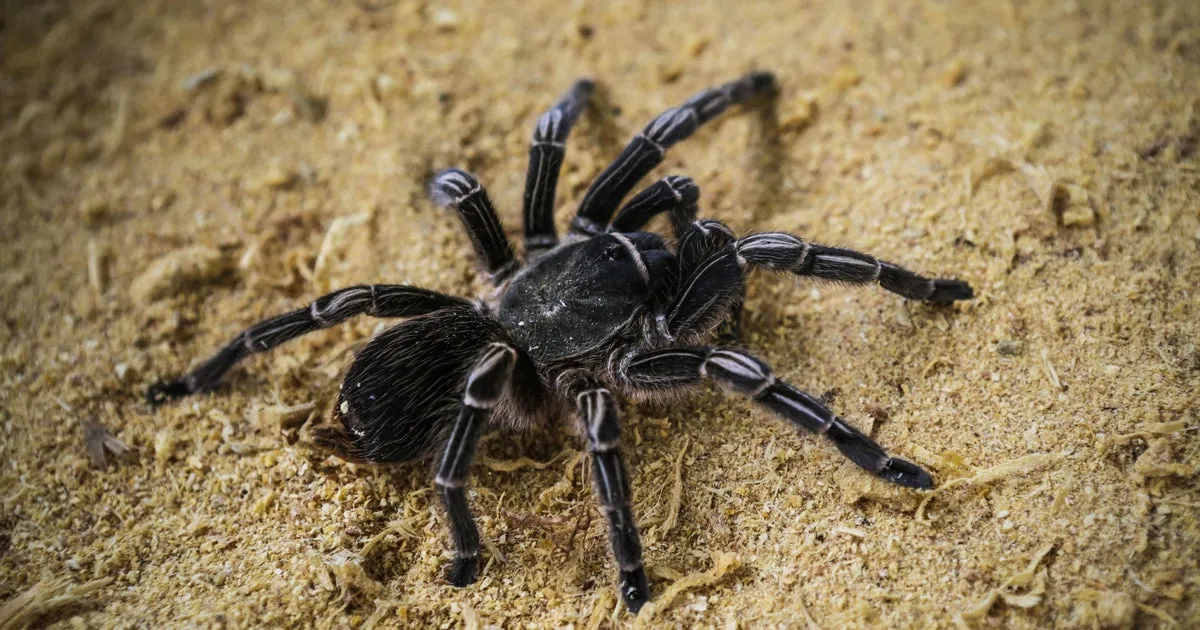 16557 first aid for tarantula bites