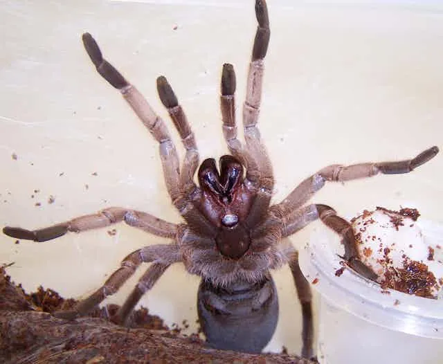 16557 new world tarantula