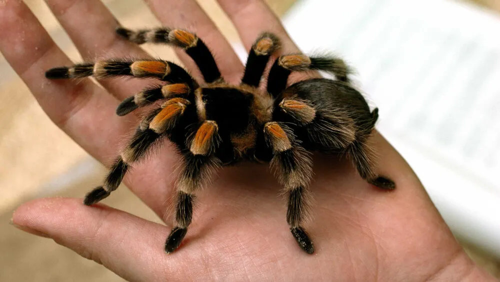 16558 tarantula medical potential