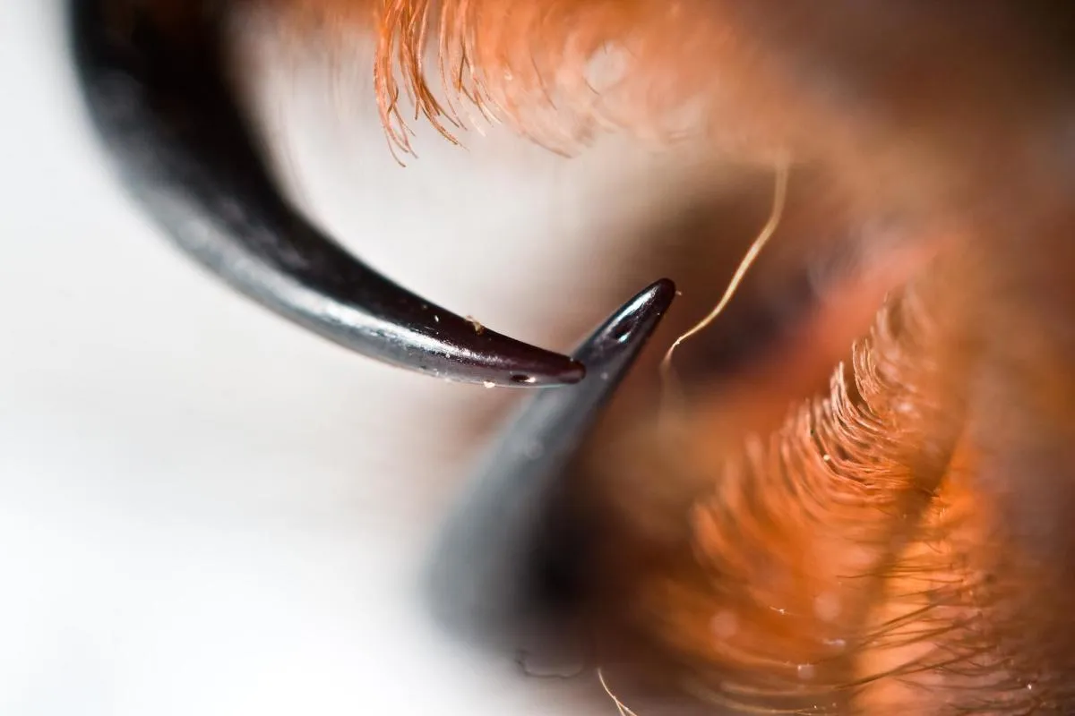 16564 tarantula bite symptoms