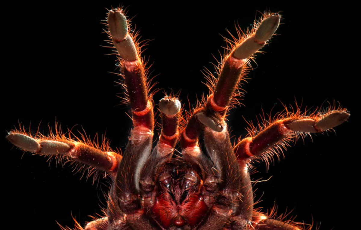 16564 tarantula first aid