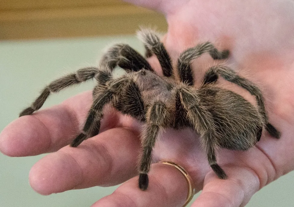 /img/16566-zelda-tarantula-care.webp