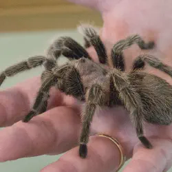 /img/16566-zelda-tarantula-care.webp