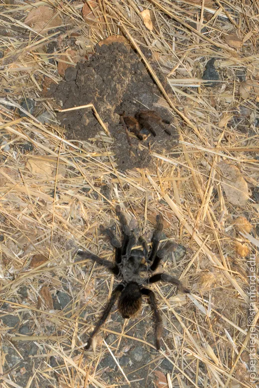 16566 zelda tarantula feeding