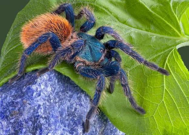 16566 zelda tarantula pet