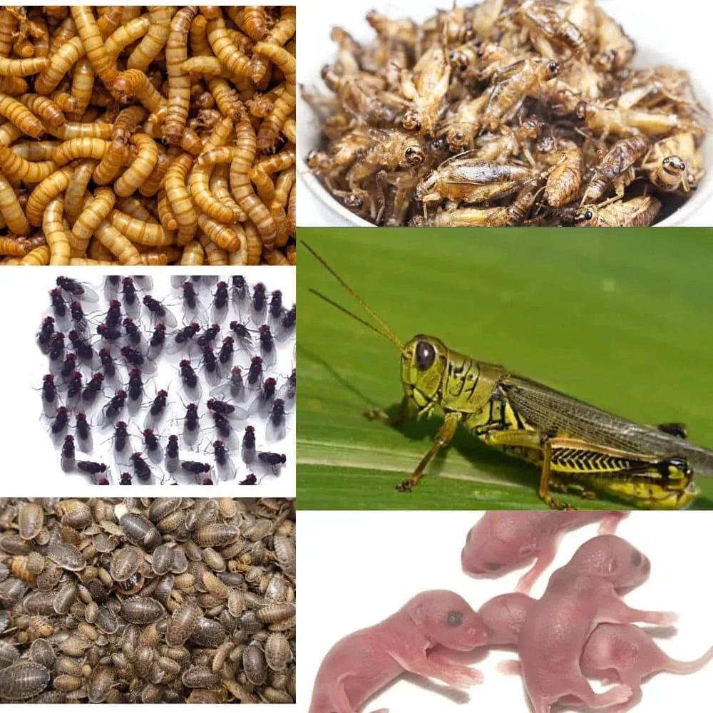 16567 fruit flies for tarantulas