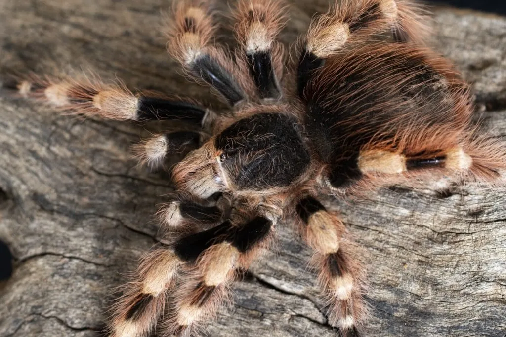 /img/16569-tarantula-habitat.webp