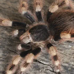 /img/16569-tarantula-habitat.webp