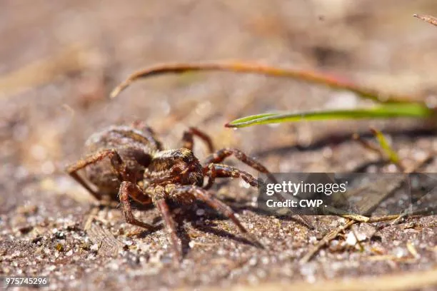 16569 tarantula hunting