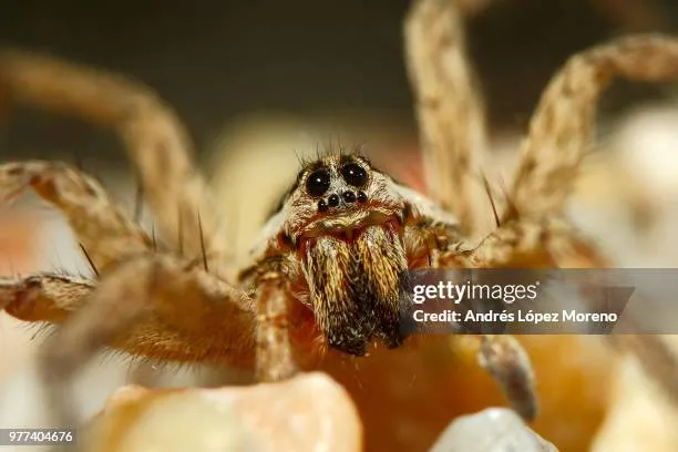 16569 wolf spider habitat