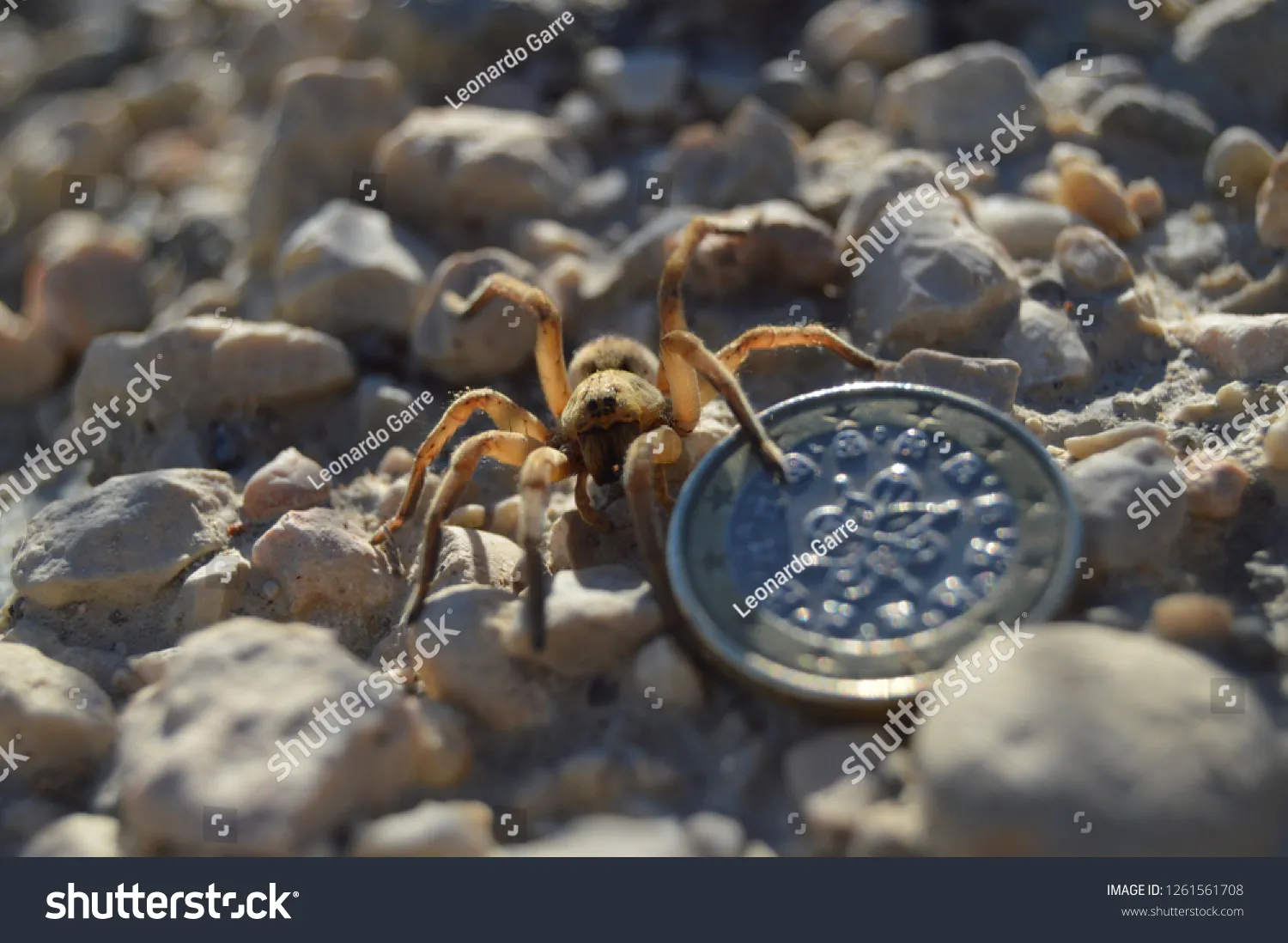 16569 wolf spider hunting