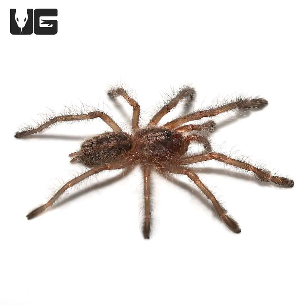 16570 gooty sapphire tarantula arboreal habitat