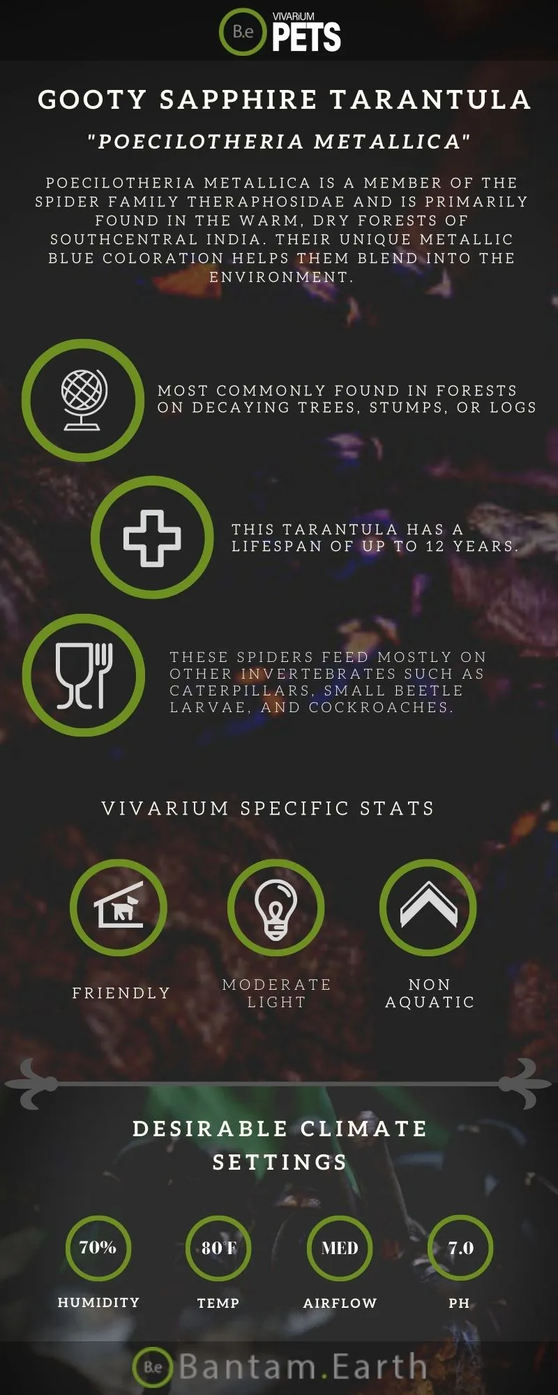 16570 gooty sapphire tarantula feeding