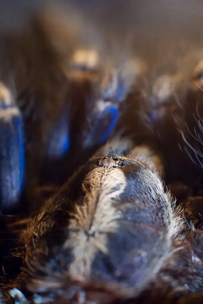 16570 gooty sapphire tarantula habitat setup