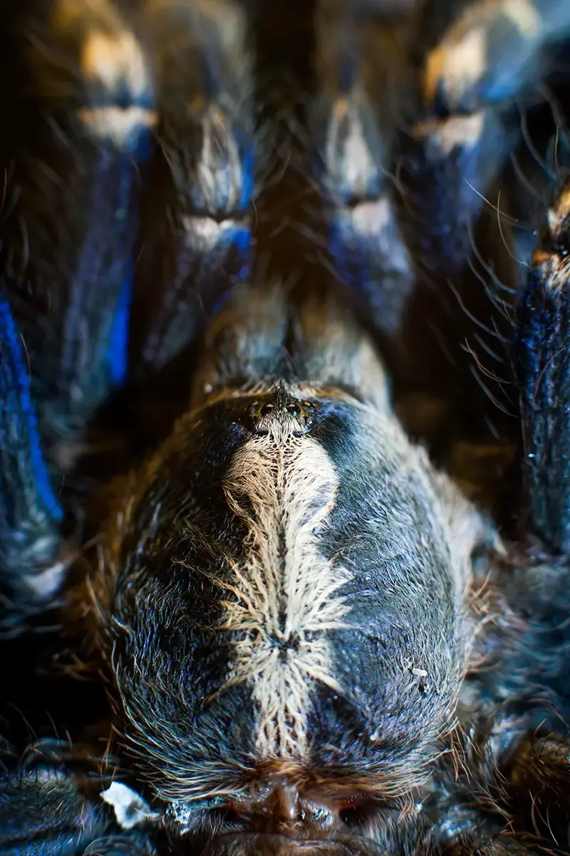 16570 gooty sapphire tarantula handling