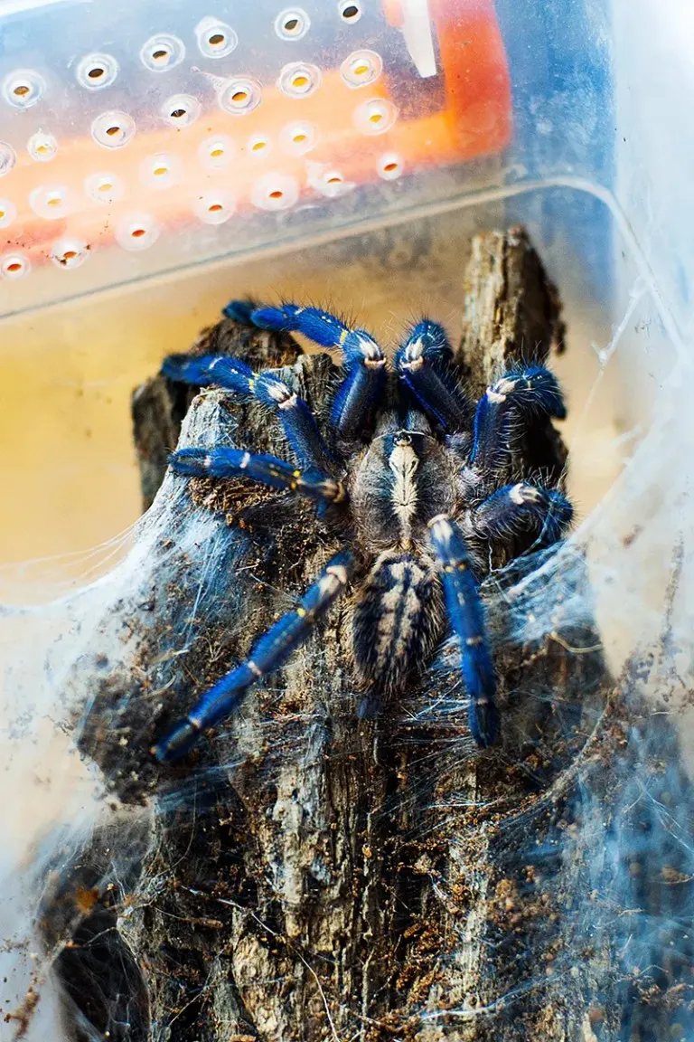 /img/16570-gooty-sapphire-tarantula-spider.webp